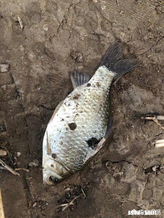 现在正是垂钓的大好时光，还不出门钓鱼吗