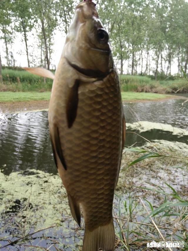 7米2鱼竿配多长线好用