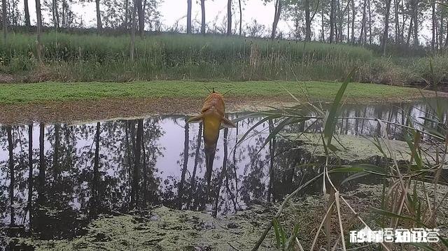 7米2鱼竿配多长线好用