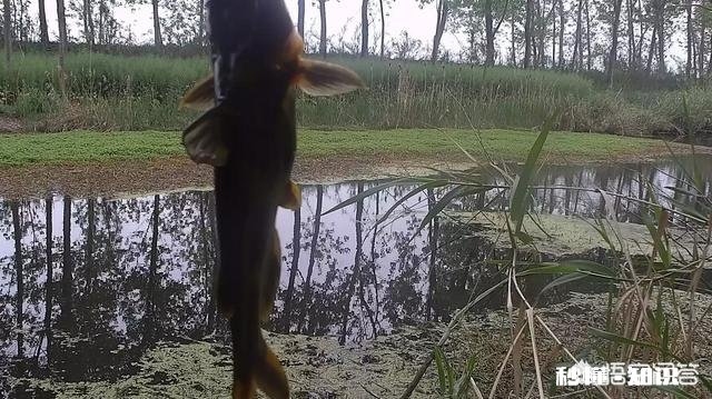 7米2鱼竿配多长线好用