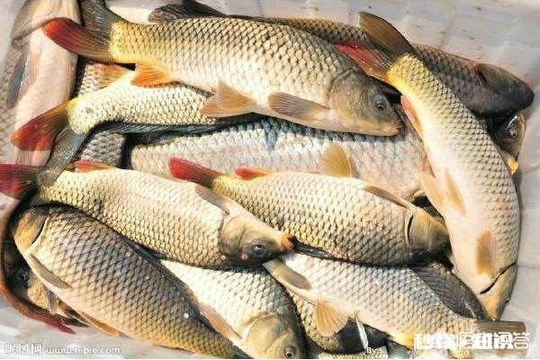 在水库进行垂钓应该选择怎样的渔具、使用怎样的钓技