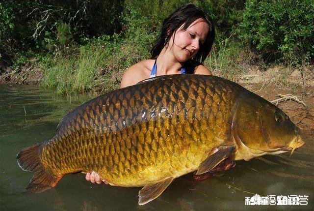 在水库进行垂钓应该选择怎样的渔具、使用怎样的钓技