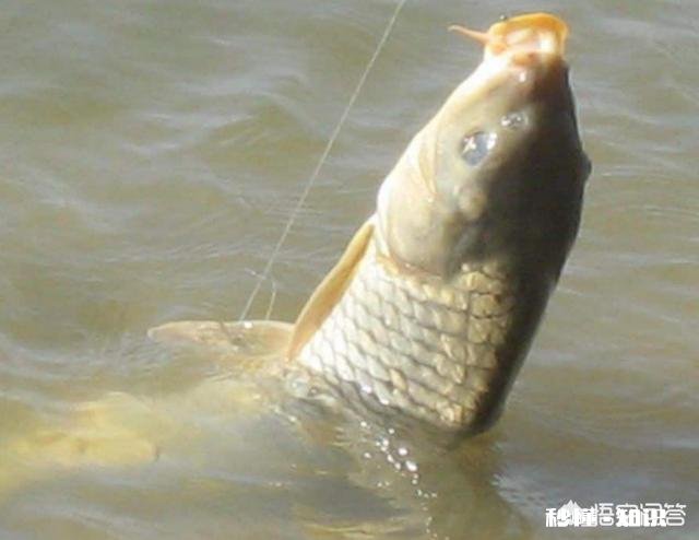 在水库进行垂钓应该选择怎样的渔具、使用怎样的钓技