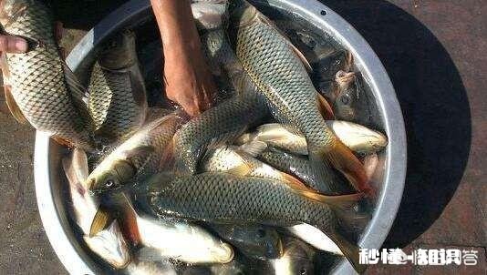 钓鱼子线多长比较合适