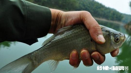 钓鱼子线多长比较合适