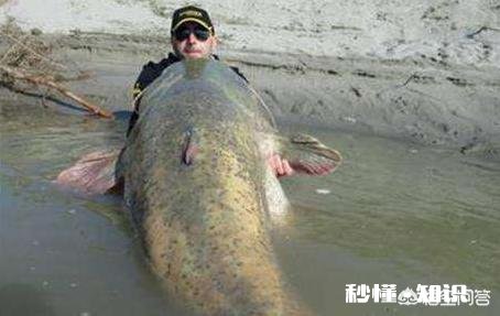 dmpt-s钓鱼有效果吗