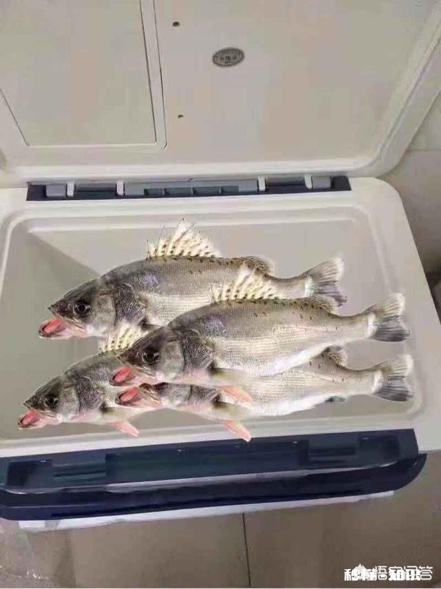 ns米兰达的鱼竿怎么样远投用