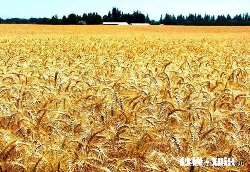 河南小麦主产区是哪里