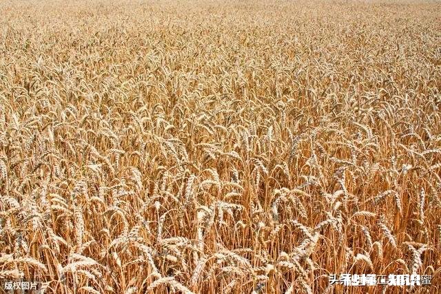 河南小麦主产区是哪里