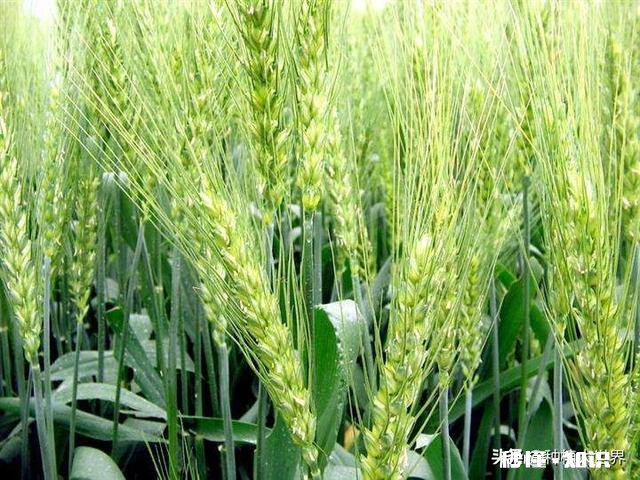 河南小麦主产区是哪里