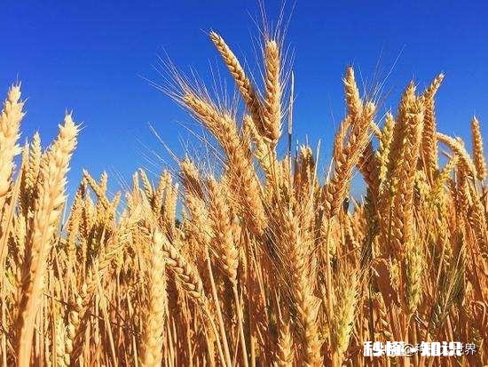 河南小麦主产区是哪里