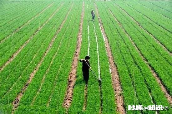 河南小麦主产区是哪里