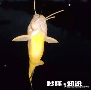 夏天夜钓是钓深还是钓浅