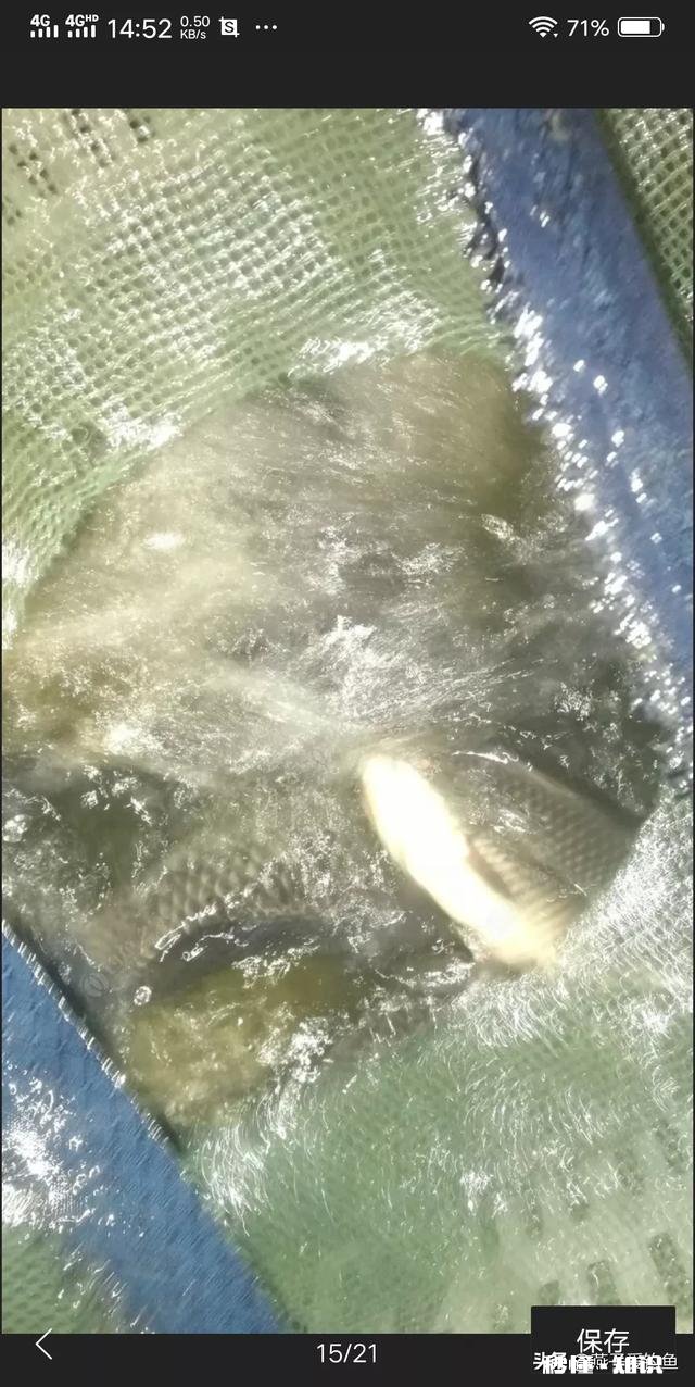 夏天夜钓是钓深还是钓浅