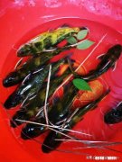 夏天夜钓是钓深还是钓浅