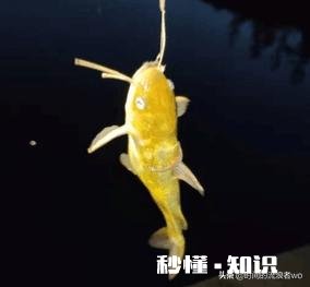 夏天夜钓是钓深还是钓浅