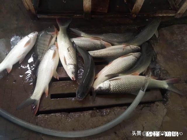 夏天夜钓是钓深还是钓浅