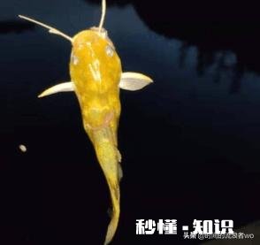 夏天夜钓是钓深还是钓浅