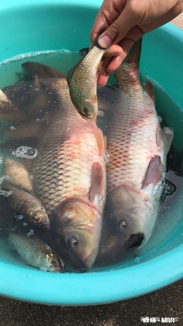 冬天钓鲫鱼，你们一般用什么饵料来增加腥味只说饵料不谈小药