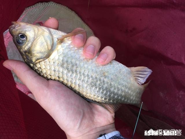 冬天钓鲫鱼，你们一般用什么饵料来增加腥味只说饵料不谈小药