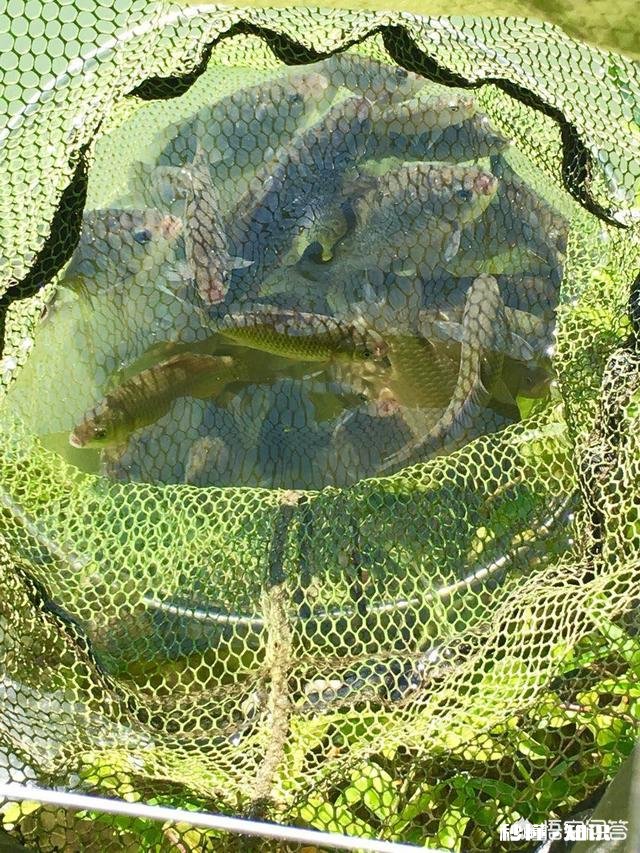 冬天钓鲫鱼，你们一般用什么饵料来增加腥味只说饵料不谈小药
