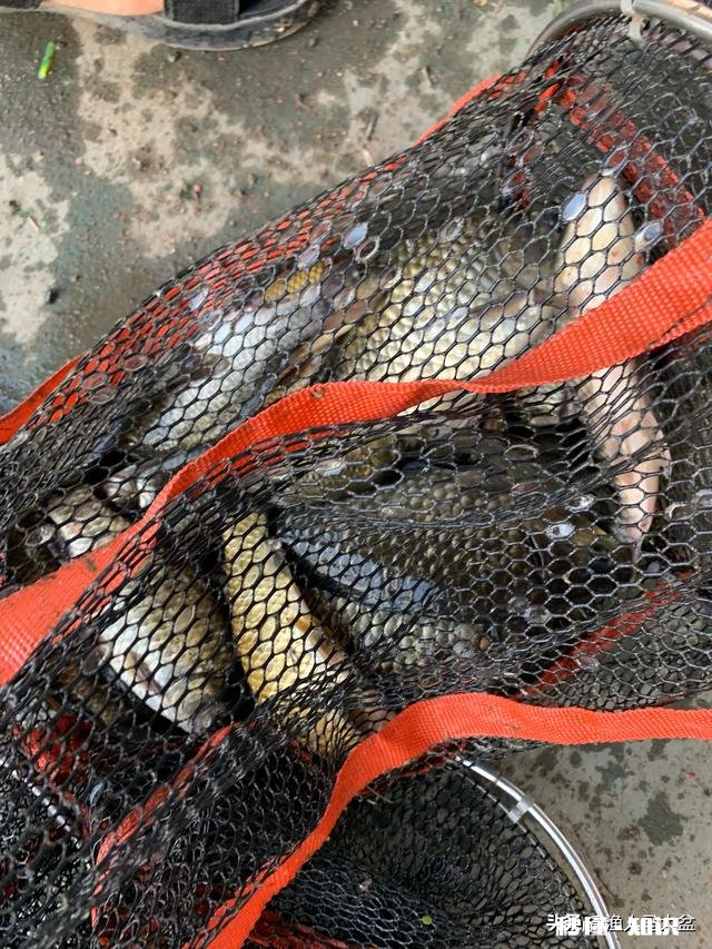 冬天钓鲫鱼，你们一般用什么饵料来增加腥味只说饵料不谈小药