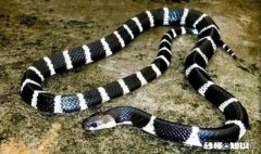 夏季夜钓，遇到过银环蛇爬到脚面上，如何避免银环蛇的的骚扰