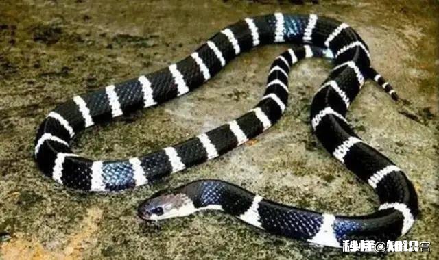 夏季夜钓，遇到过银环蛇爬到脚面上，如何避免银环蛇的的骚扰