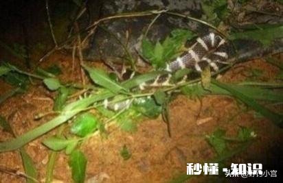 夏季夜钓，遇到过银环蛇爬到脚面上，如何避免银环蛇的的骚扰