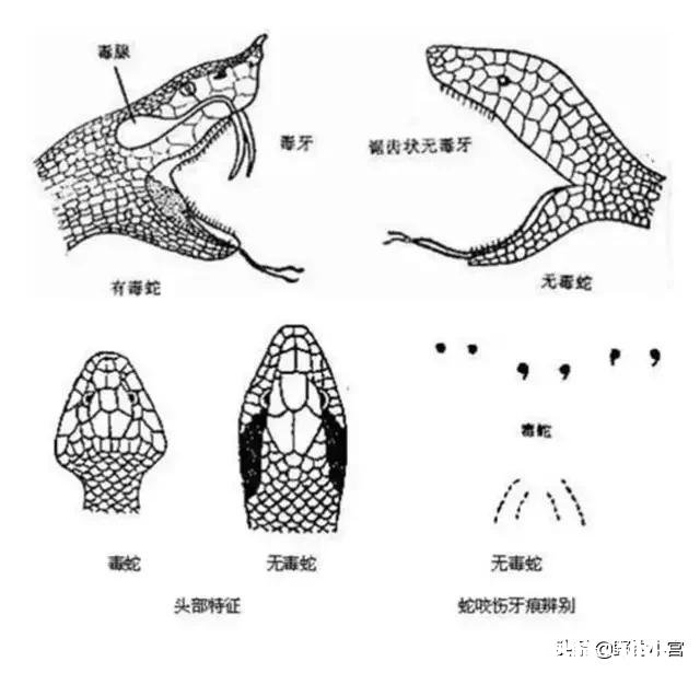 夏季夜钓，遇到过银环蛇爬到脚面上，如何避免银环蛇的的骚扰