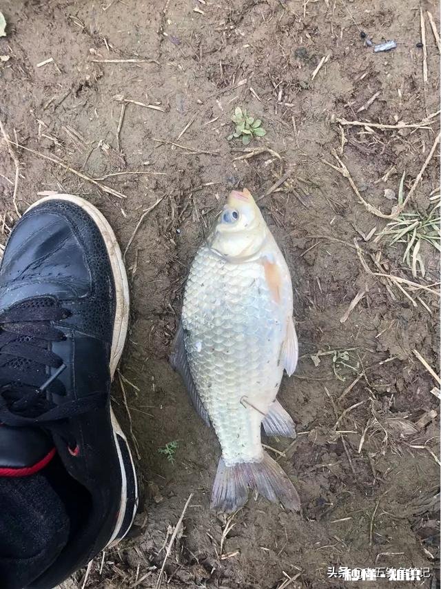 钓鲫鱼主线2.0会影响中鱼吗