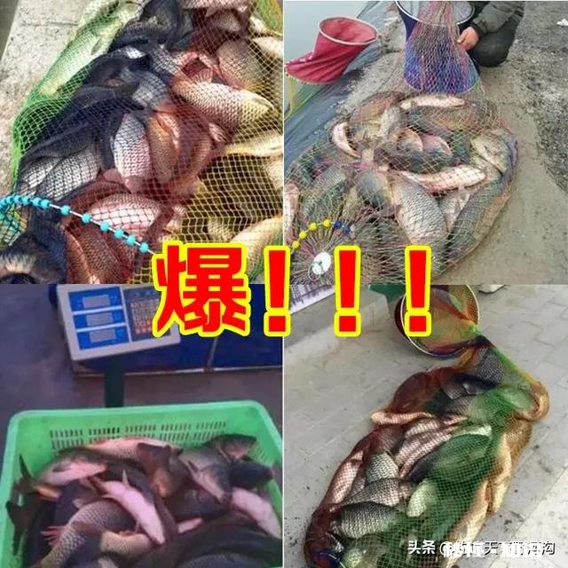 钓鲫鱼主线2.0会影响中鱼吗