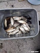 钓鲫鱼主线2.0会影响中鱼吗