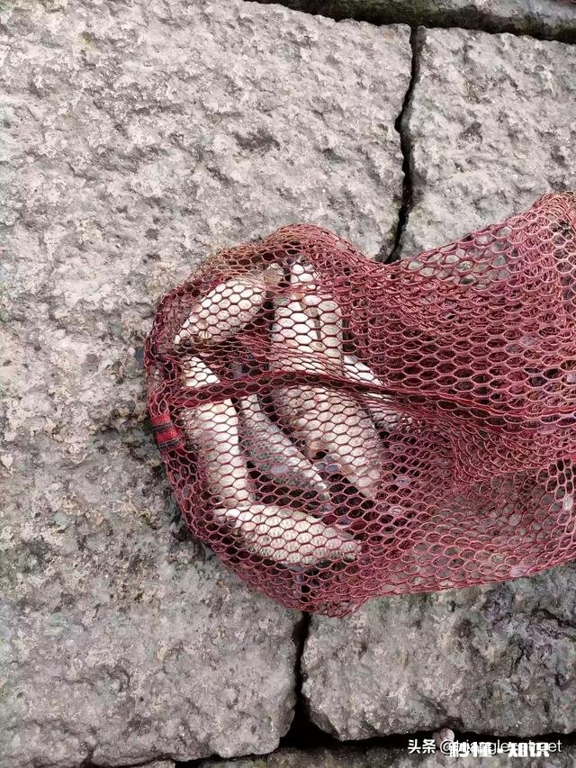 钓鲫鱼主线2.0会影响中鱼吗