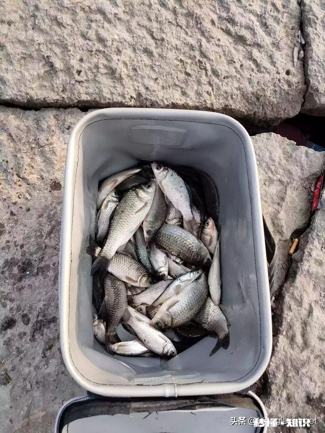 钓鲫鱼主线2.0会影响中鱼吗