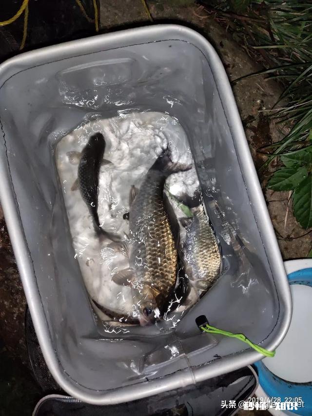 钓鲫鱼主线2.0会影响中鱼吗