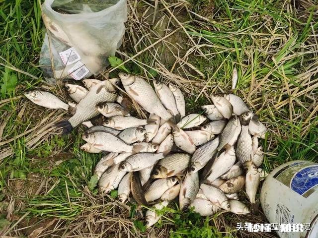 钓鲫鱼主线2.0会影响中鱼吗