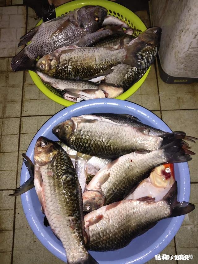 我用蓝鲫，加红虫，加拉丝粉钓鲫鱼为什么不咬钩，用蚯蚓就咬