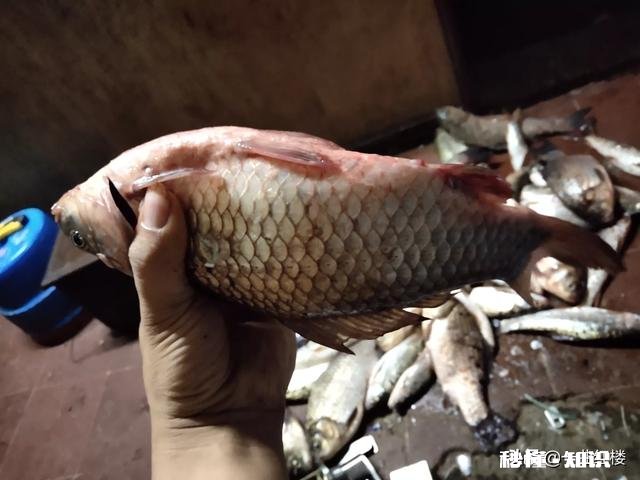 我用蓝鲫，加红虫，加拉丝粉钓鲫鱼为什么不咬钩，用蚯蚓就咬