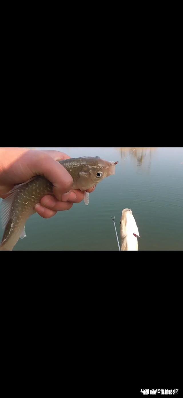 我用蓝鲫，加红虫，加拉丝粉钓鲫鱼为什么不咬钩，用蚯蚓就咬