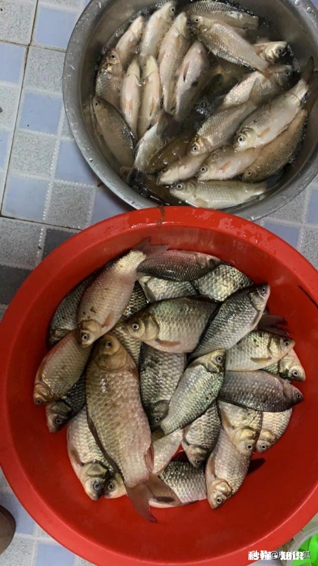 我用蓝鲫，加红虫，加拉丝粉钓鲫鱼为什么不咬钩，用蚯蚓就咬