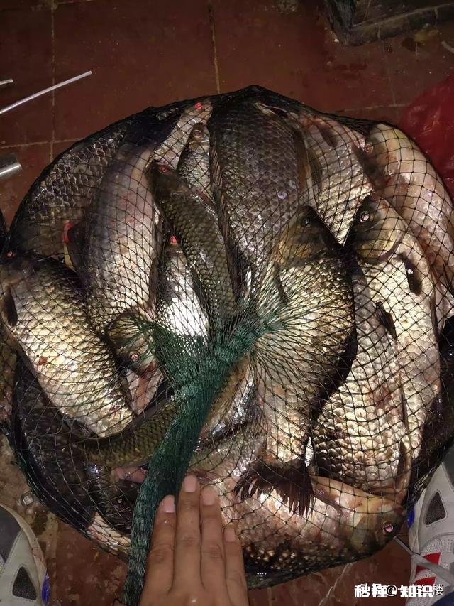 我用蓝鲫，加红虫，加拉丝粉钓鲫鱼为什么不咬钩，用蚯蚓就咬