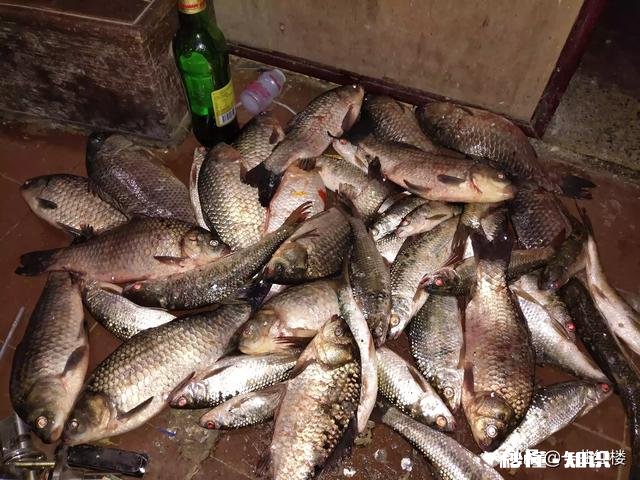 我用蓝鲫，加红虫，加拉丝粉钓鲫鱼为什么不咬钩，用蚯蚓就咬