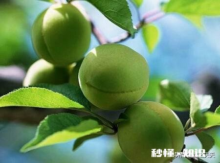 烈日下行军时曹军口渴难耐,曹操给他的军队吃什么水果止渴的这种水果现代非常流行