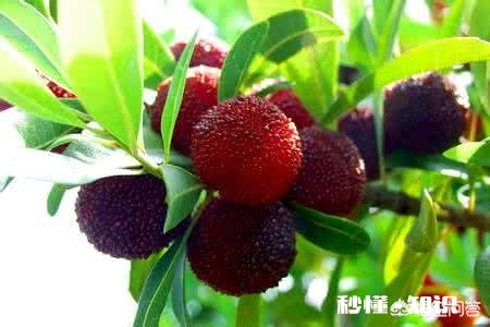 烈日下行军时曹军口渴难耐,曹操给他的军队吃什么水果止渴的这种水果现代非常流行