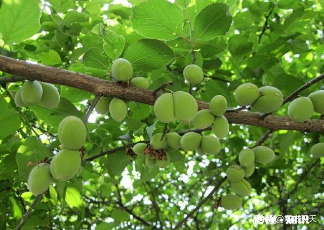 烈日下行军时曹军口渴难耐,曹操给他的军队吃什么水果止渴的这种水果现代非常流行