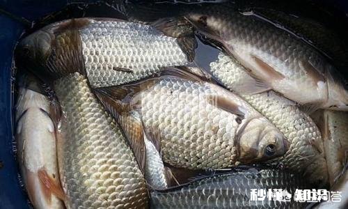 冬天适合钓鱼吗，要注意什么