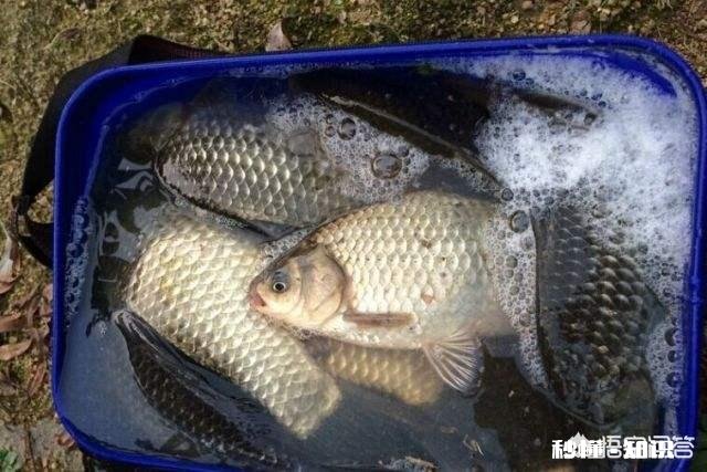 冬天适合钓鱼吗，要注意什么