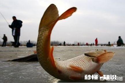 冬天适合钓鱼吗，要注意什么