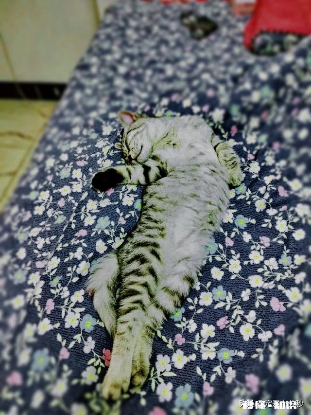 家里的小母猫身体非常软，公猫就比较硬，这正常吗